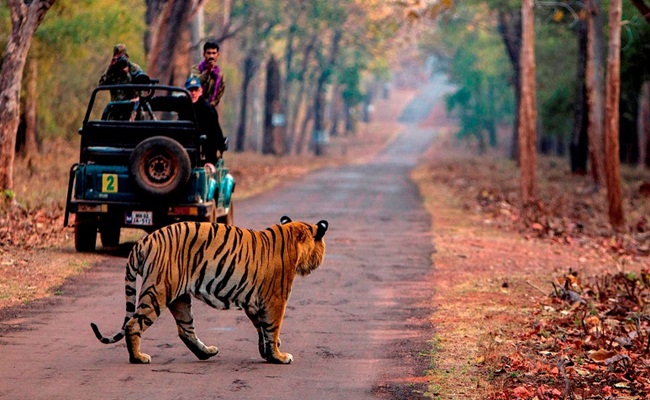 Ranthambore Safari