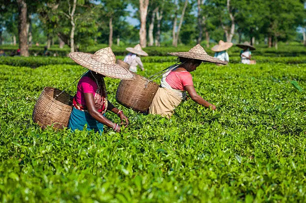 Cochin – Munnar