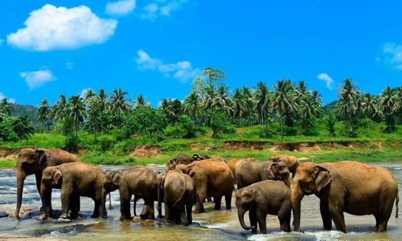 Arrival – Pinnawala – Kandy